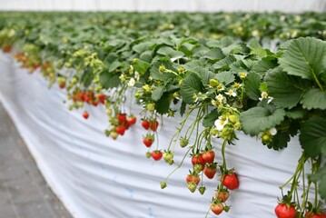 Closeup shot of organic strawberries growing in a greenhouse