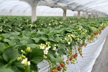 Rows of organic strawberries growing in a greenhouse