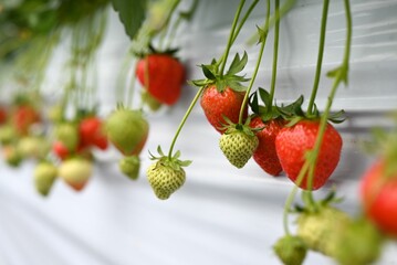 Closeup shot of organic strawberries growing in a greenhouse