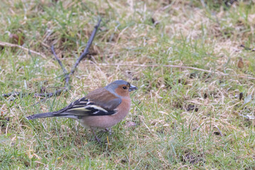 Chaffinch (Fringilla coelebs) belongs to the genus Fringilla and is a species in the finch family - 784355679