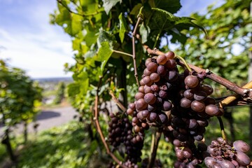 Closeup shot of ripe grapes in a vineyard