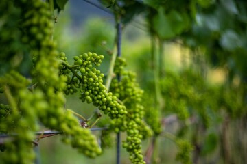 Unripe grapes in the farmland in the selective focus