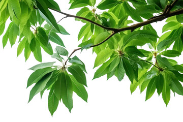 Obraz premium big mango tree Siam branch Lush, shady leaves. Isolated on transparent background.