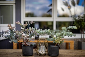 Beautiful scene of plants and a bowl for home decor on a wooden table