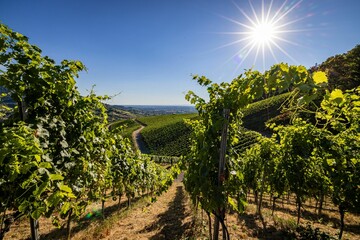 Beautiful landscape of vineyard on a sunny day