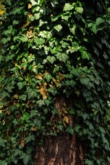 Vertical shot of green leaves growth around tree's trunk