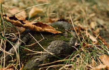 Closeup shot of a rock covered with moss, forest plants and dry fall leaves
