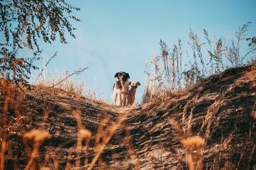 View of dog standing on rock © Wirestock
