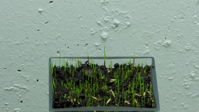 Close-up time-lapse of cat grass growing in the glass