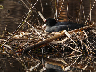 Bläßhuhn, Fulica atra