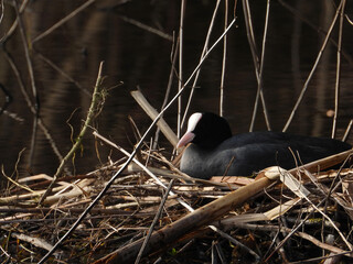 Bläßhuhn, Fulica atra