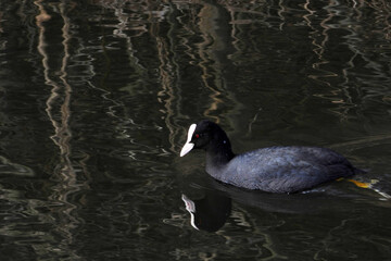 Bläßhuhn, Fulica atra
