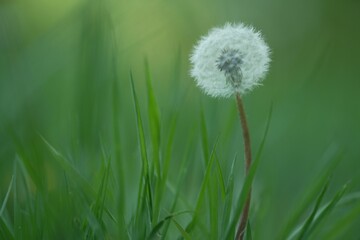 Close-up shot of a dandelion with green blurry background