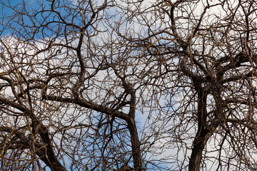 Crown of a dry acacia tree against the sky