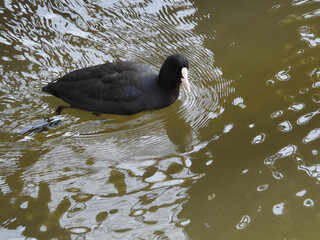 Bläßhuhn, Fulica atra