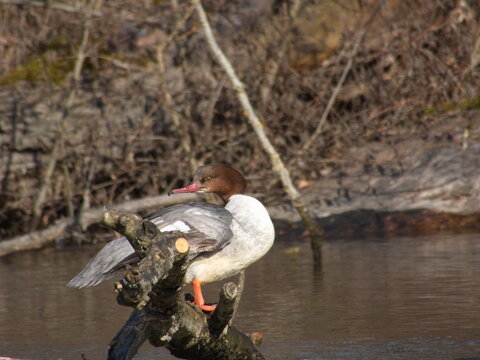 G&auml;nses&auml;ger, Mergus merganser