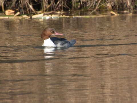 G&auml;nses&auml;ger, Mergus merganser