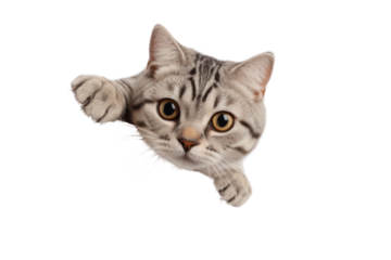 American Shorthair cat climbing. Isolated on transparent background.
