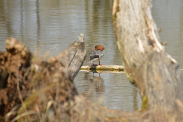 Gänsesäger, Mergus merganser