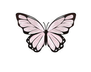 pink watercolor butterfly tawny monarch decortive  