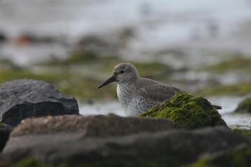 Selective focus of a red knot bird perched on the beach covered in moss and rocks