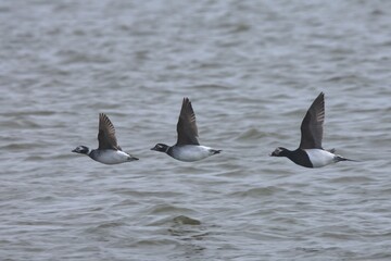 Closeup of long-tailed ducks flying above the North Sea in winter in the daylight