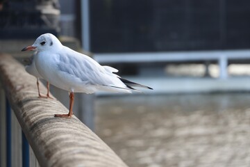 Closeup of two cute seagulls standing on a bridge above a lake