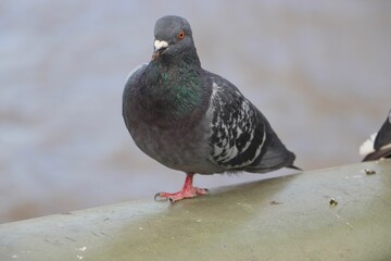 Closeup of a cute, chubby pigeon standing on a metal surface overlooking a river in a city