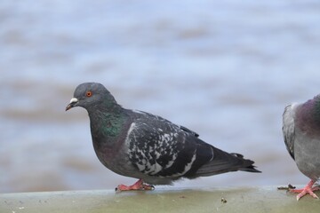 Closeup of a cute, chubby pigeon standing on a metal surface overlooking a river in a city