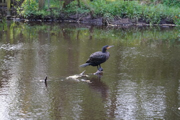 Kormoran