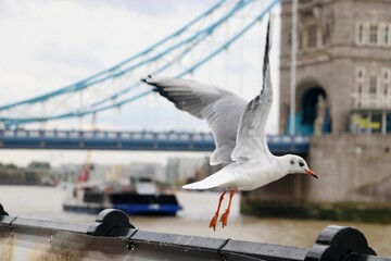 Beautiful view of a seagull hovering on the background of London bridge, The UK