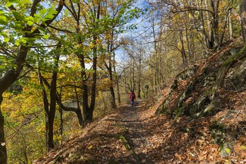 Fototapeta premium Beautiful view of a trail in a magical autumn forest during daytime