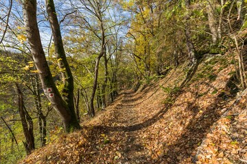 Beautiful view of a trail in a magical autumn forest during daytime
