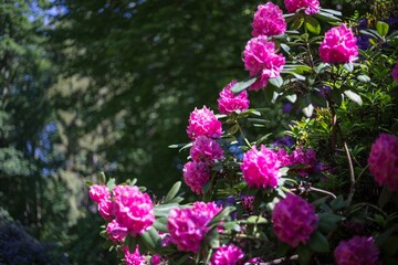 Closeup of blooming Rhododendron flowers
