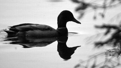 Beautiful grayscale of mallard duck on a pond