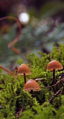 Beautiful vertical view of Galerina hypnorum mushrooms on a moss-covered ground