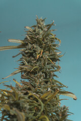 Closeup of a bunch of dry weed against a blue background