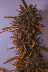 Closeup of a bunch of dry weed against a purple background