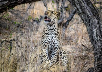 View of a beautiful Leopard in a field with dry grass