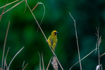 Closeup of a cute weaver on grass with blurred background