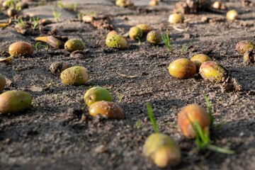Closeup of the oaknuts on the ground