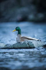 Selective focus shot of mallard duck (Anas platyrhynchos)