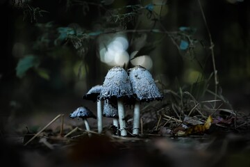 Macro shot of small shrooms (Psilocybe cubensis) in a forest with dewdrops on them