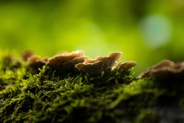 Closeup of fungus growth with moss against blurred green background