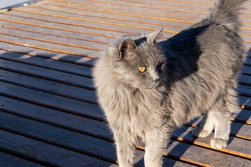 Long haired gray cat standing on an outdoor wooden dock on a sunny day