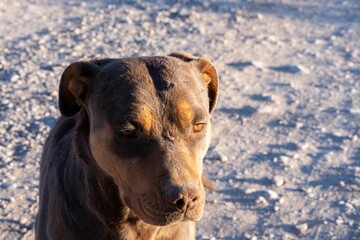 American Pit Bull Terrier standing on a sandy ground on a sunny day with blur background