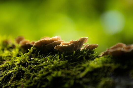 Closeup shot of wild brown fungus found growing on the ground of a forest