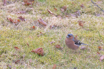 Chaffinch (Fringilla coelebs) belongs to the genus Fringilla and is a species in the finch family - 784363059