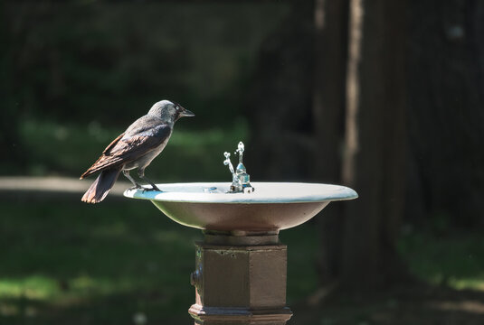 Birds are looking for water on a hot day. A bird drinks water from the fountain in the public park