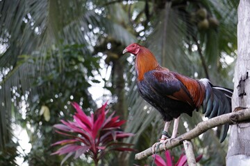 Red rooster perching on a wood attached on a tree